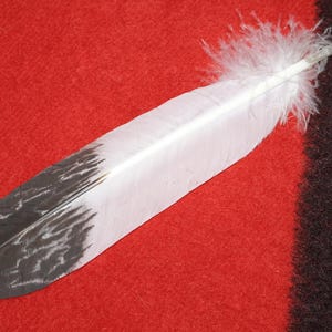 Può includere: Una singola piuma bianca con una punta a motivi neri e grigi, appoggiata su una superficie strutturata rossa e marrone. La piuma ha una base bianca e soffice e una forma lunga e sottile, che suggerisce un oggetto decorativo naturale.