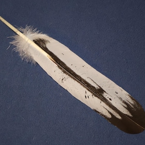 Native American-made Bald Eagle Feathers Sub Sub-Adult Bald Eagle Feathers, Professionally hand-painted