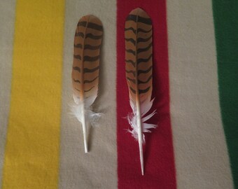 Native Americans made Red-Tailed Hawk painted Feather, the Red-Tailed Hawk is viewed as a protector and a spiritual messenger