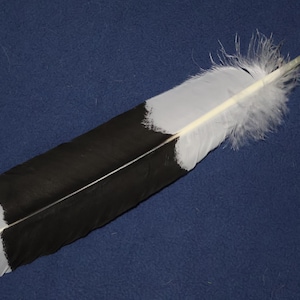 Könnte beinhalten: Eine große Feder mit einem schwarz-weißen Muster. Die Feder hat eine weiße Basis, die in Schwarz übergeht und dann an der Spitze wieder weiß wird. Der Hintergrund ist ein dunkles Blau.