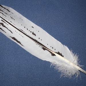 May include: A single, large feather with a white base and dark gray markings. The feather has a central quill and a fluffy, white base. The markings are primarily along the edges and tip of the feather.