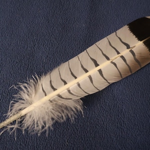 May include: A single, large feather with a cream-colored shaft and a white base with fluffy down. The feather has a pattern of alternating black and white stripes and a solid black tip. The feather is lying on a dark blue textured surface.