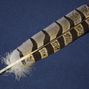 Puede incluir: Una sola pluma con un raquis blanco y una pluma estampada. La pluma presenta bandas alternas de negro y marrón claro sobre un fondo gris claro. La pluma está sobre un fondo azul oscuro.