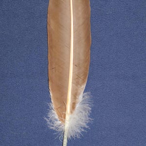 May include: A brown feather with a central cream-coloured shaft and a distinct horizontal black band across the upper portion. The base of the feather features a cluster of soft, white downy filaments, while the quill is wrapped in white tape.