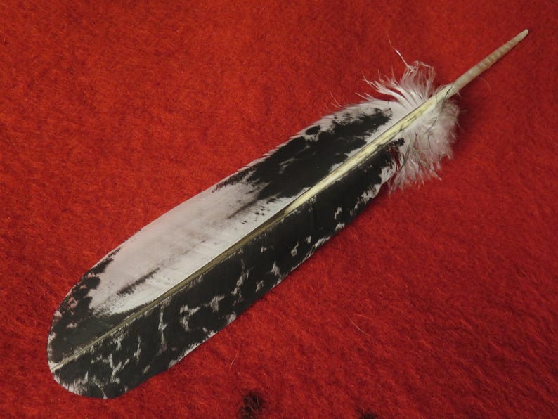 Native American Hand Painted Sub-adult Bald Eagle Feathers - Etsy