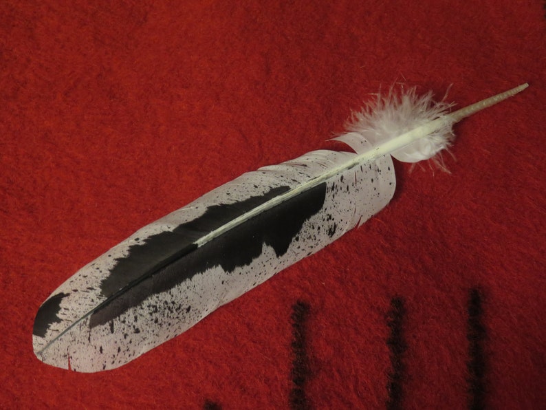 Native American Made Hand Painted Immature Bald Eagle Feather - Etsy