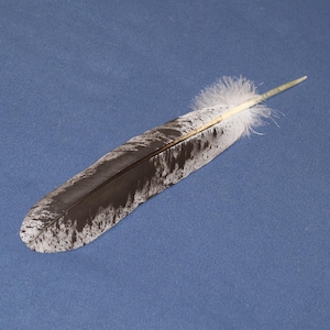 Puede incluir: Una pluma de ave individual con un eje central de color marrón oscuro y negro que se transforma en un patrón moteado de manchas blancas y gris oscuro a lo largo de los bordes, con una textura suave y esponjosa de plumón blanco en la base.