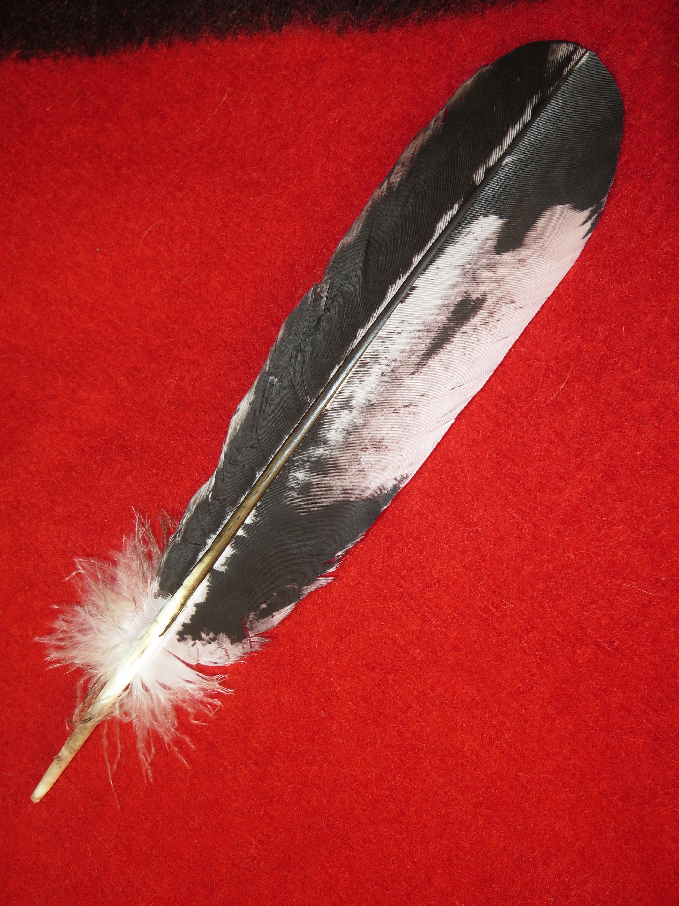 Native American Hand Painted Sub-adult Bald Eagle Feathers - Etsy