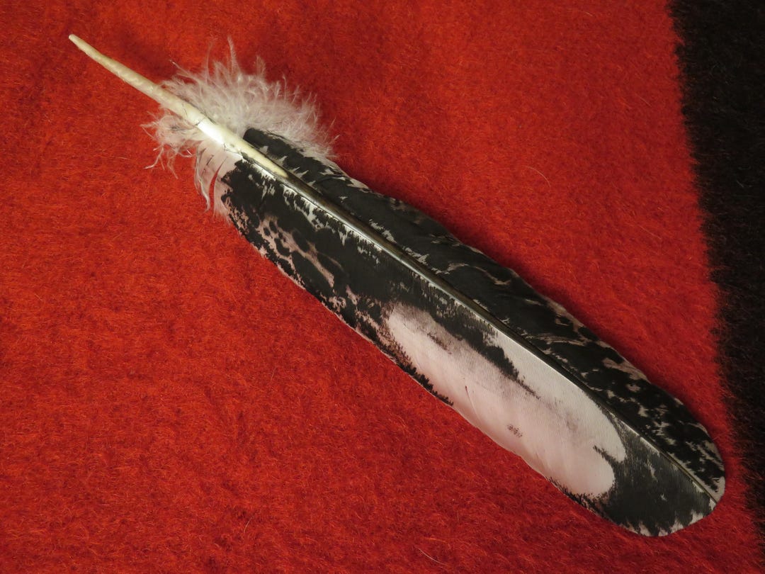 Native American Hand Painted Sub-adult Bald Eagle Feathers - Etsy