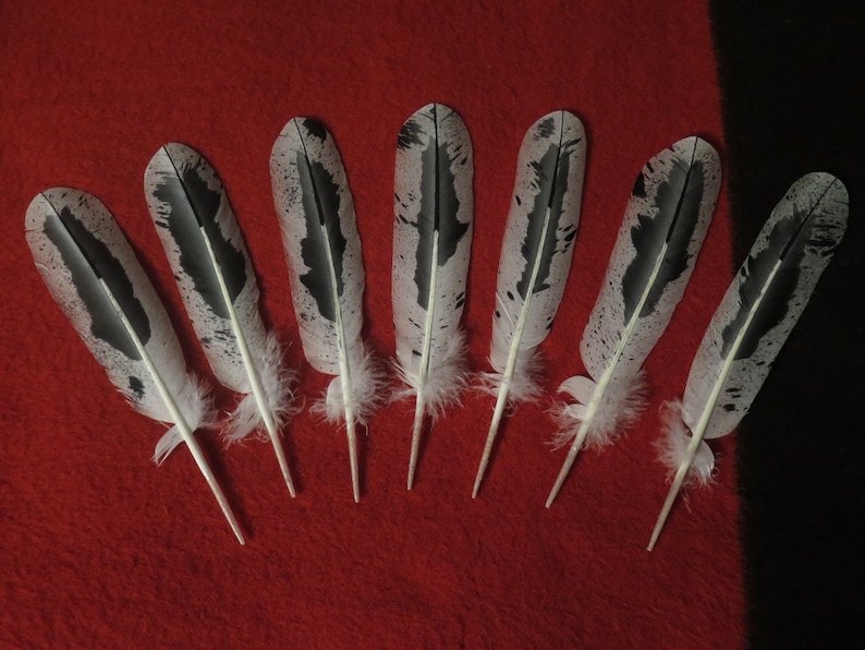 Native American Made Hand Painted Immature Bald Eagle Feather - Etsy