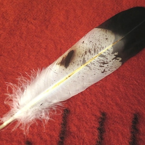 Hand Painted Golden Eagle Feather: Native American Regalia, Powwow Ceremony
