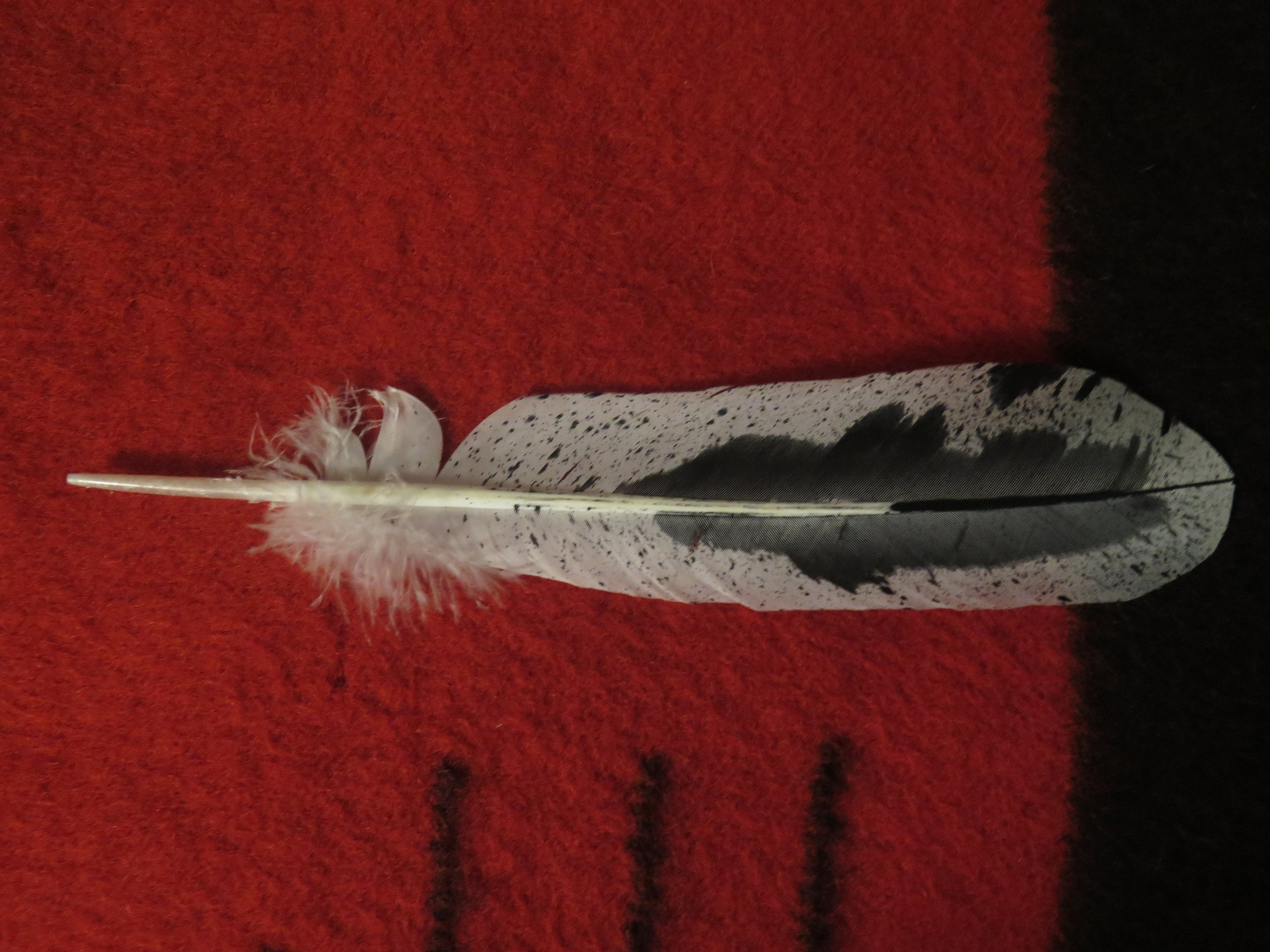 Native American Made Hand Painted Immature Bald Eagle Feather - Etsy