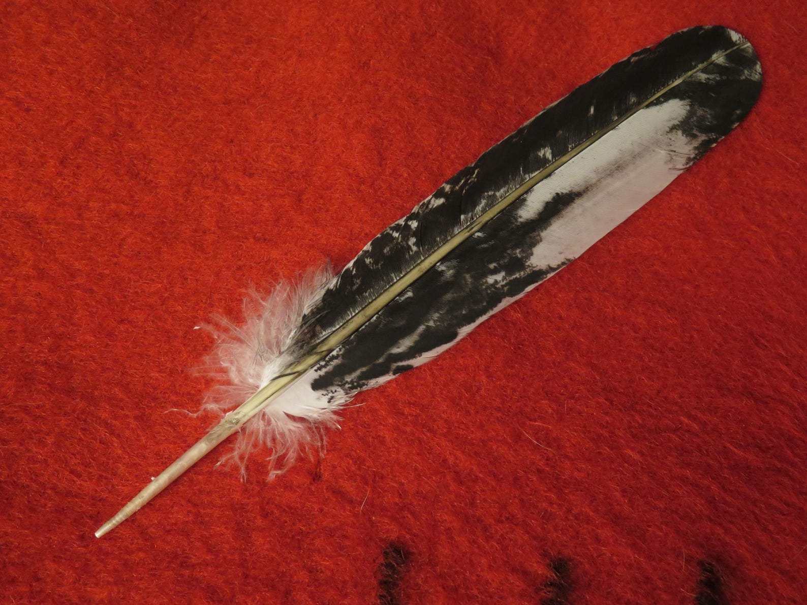 Native American Hand Painted Sub-adult Bald Eagle Feathers - Etsy