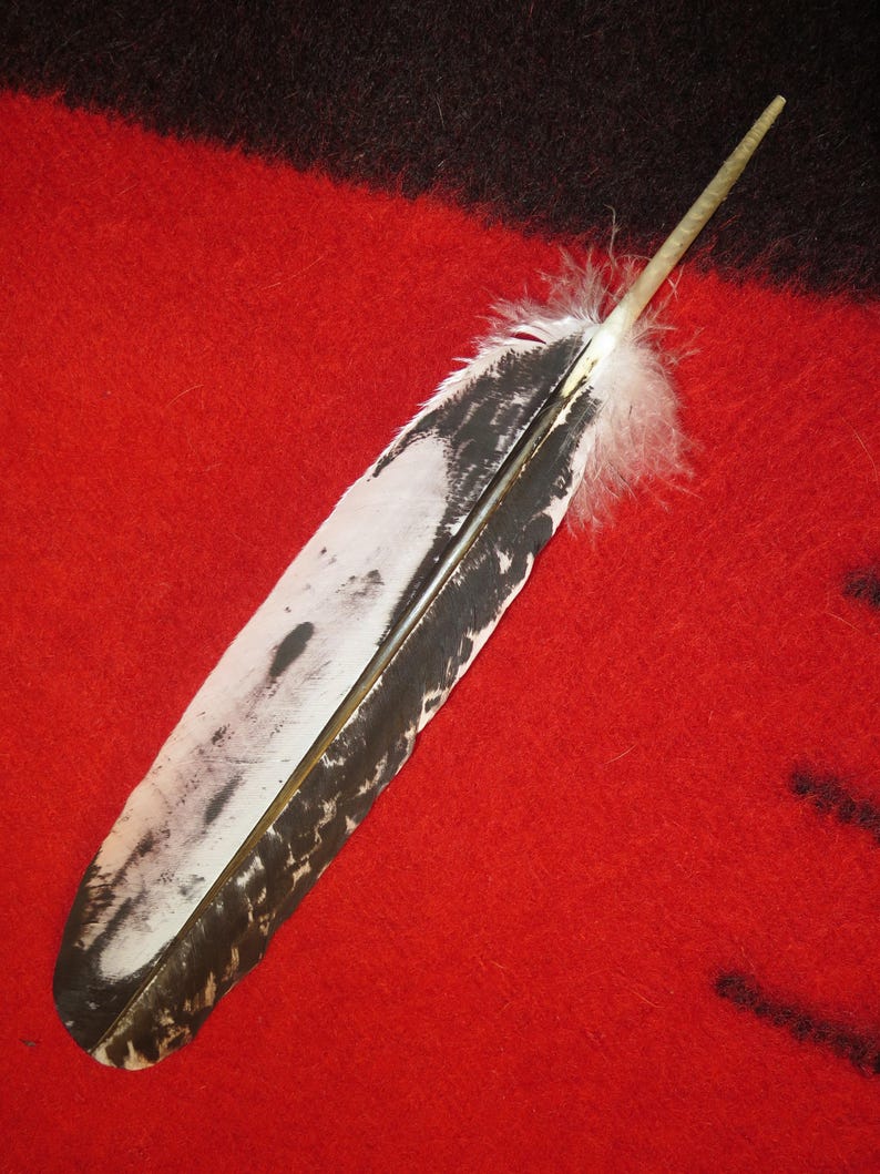 Native American Hand Painted Sub-adult Bald Eagle Feathers - Etsy