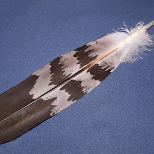 Hand-Painted Golden Eagle Feather: Spiritually Replicated Turkey Feather (11-13")
