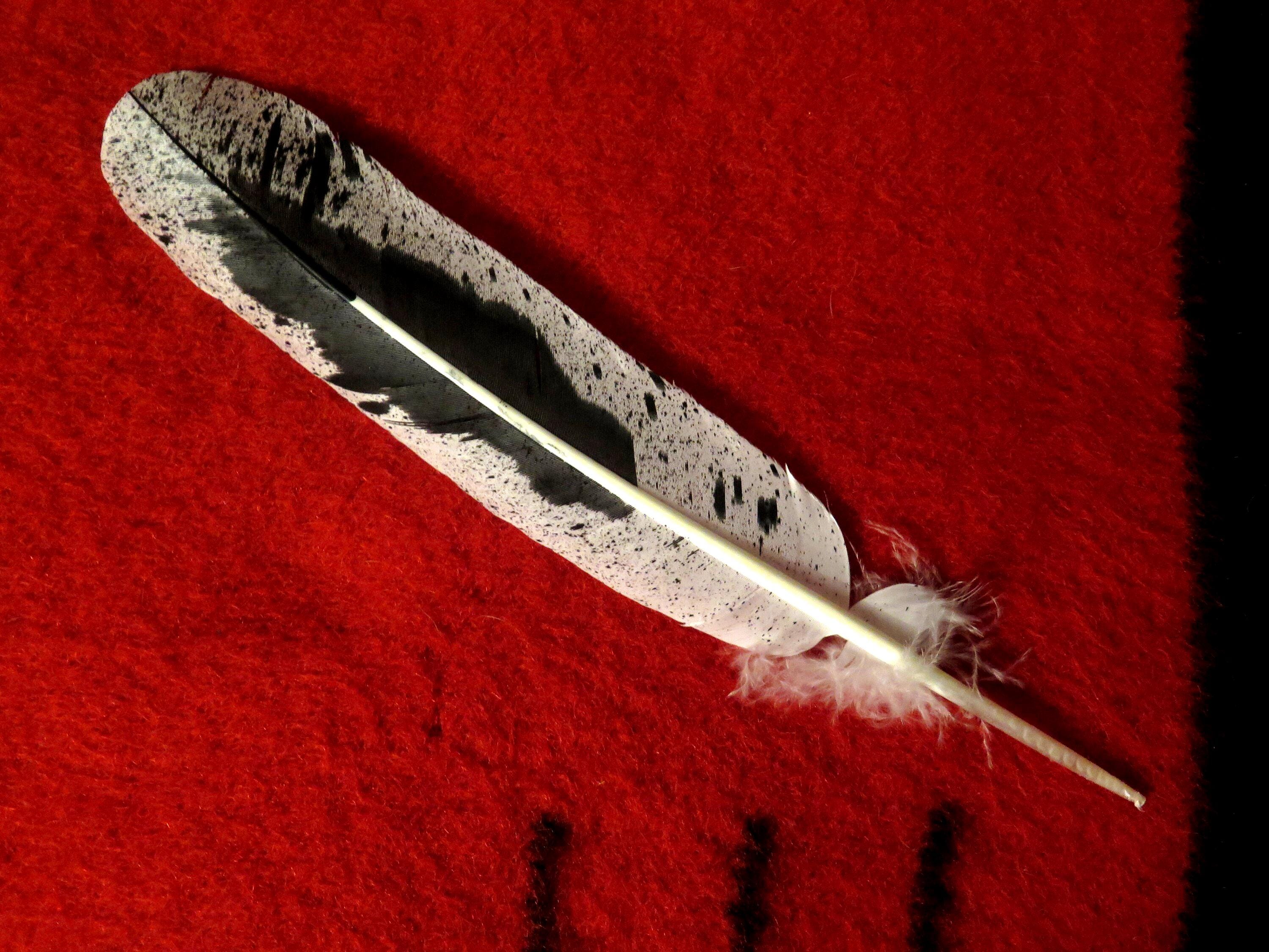 Native American Made Hand Painted Immature Bald Eagle Feather - Etsy