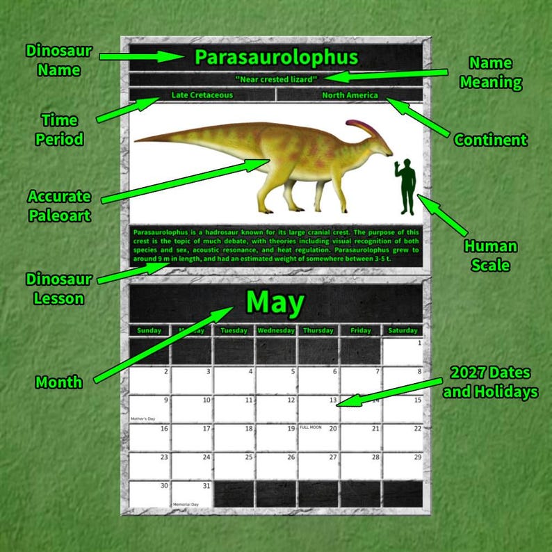 Infographic diagram of a 2027 dinosaur wall calendar page for May, highlighting educational features with green arrows. The layout includes a scientifically accurate paleoart illustration of a Parasaurolophus, a human scale comparison silhouette, the dinosaur name meaning, its prehistoric time period, fossil continent location, and a bite-sized educational lesson above a clean, high-contrast monthly calendar grid with holidays.