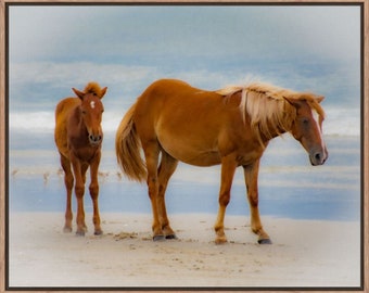 Canvas Wall Art Optionally Framed with Natural Ash of a Mare and her Foal, Corolla Wild Horses