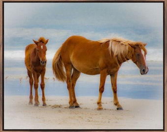 Canvas Wall Art Framed with Natural Walnut of a Mare and her Foal, Corolla Wild Horses