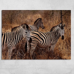 Zebra Canvas Print: Safari Animal Wall Art