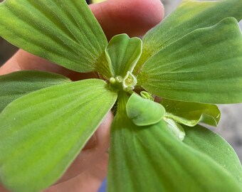 Premium Dwarf Water Lettuce - Live Aquarium Plant