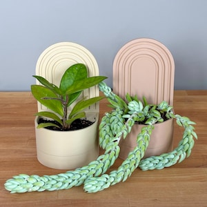 Puede incluir: Dos macetas modernas con diseños arqueados. La maceta de la izquierda es beige y contiene una planta verde. La maceta de la derecha es rosa claro y contiene una suculenta con tallos colgantes.