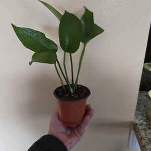 Green queen pothos plant