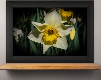 Fine Art Photography Print on Paper/Canvas/Metal of Yellow Daffodil Bloom in Early Spring