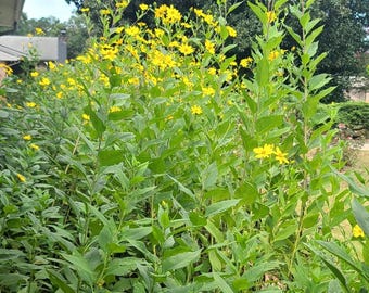 Girasoles... ¡recolectados frescos al momento de su pedido! ¡Por favor, revise todas las fotos!