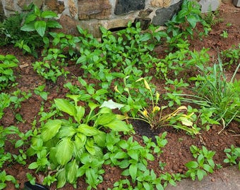 Girasoles... ¡recolectados frescos al momento de su pedido! ¡Por favor, revise todas las fotos!