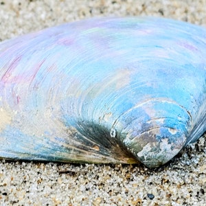 Metallic Hand Painted Clam Shell