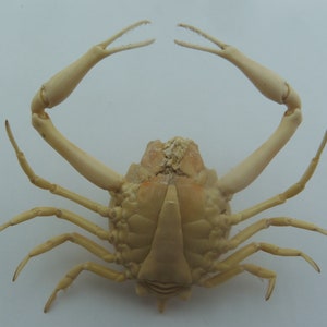 Peeble Crab Myra grandis Crab Taxidermy Oddities image 10