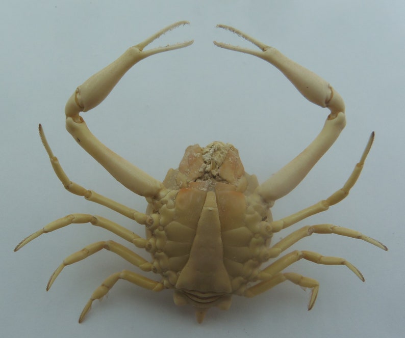 Peeble Crab Myra grandis Crab Taxidermy Oddities image 10