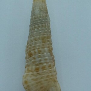 Seashells Cerith shell Cerithium ophioderma