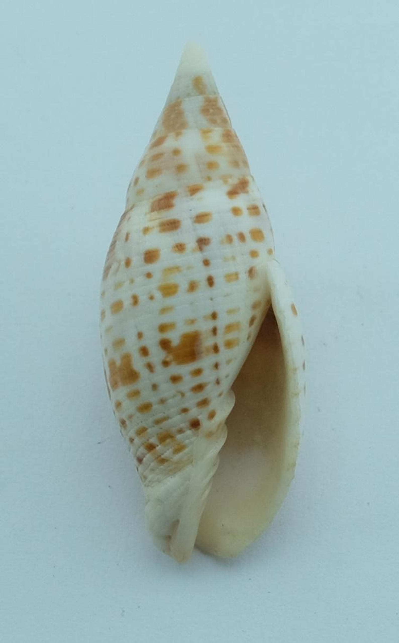 Seashells Mitre Shell Mitra Cardinalis - Etsy