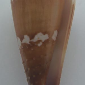 Schelpen Lithografie Kegel Conus litoglyphus