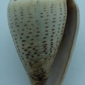 Könnte beinhalten: Konisch geformte Muschelschale mit cremefarbener Außenseite und einem Muster aus kleinen, dunkelbraunen Punkten. Die Schale hat eine glatte, polierte Oberfläche und eine breite Öffnung auf einer Seite. Die Schale verjüngt sich zu einer Spitze.