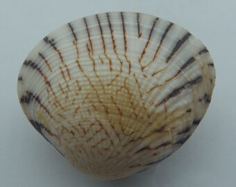 Seashells Venus Clams Gafrarium divaricatum