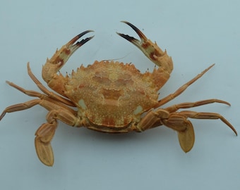 Preserved Crab  Specimen Indo- pacific Crab Swimming Crab Charybdis amboinensis Marine Taxidermy Curiosities Oddities
