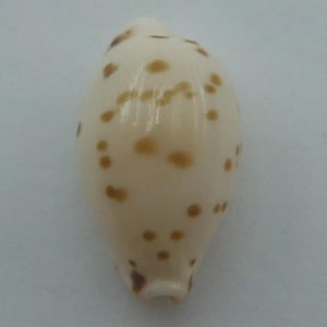 May include: A cream-colored seashell with brown spots. The shell has a smooth, glossy surface and a rounded shape, tapering to a point at one end. The shell is a natural, organic item.