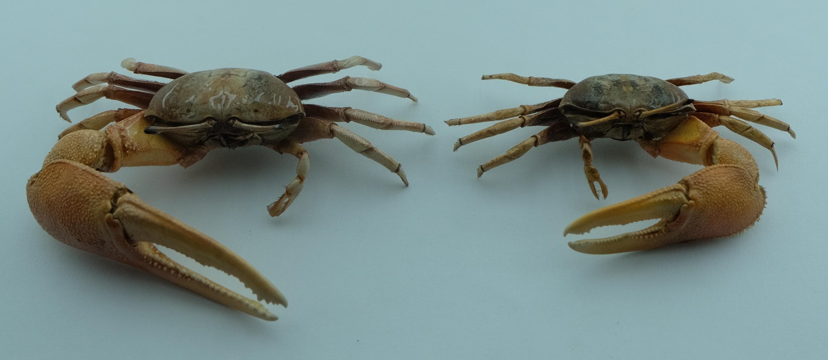 保存されたカニの標本 ムラサキシオマネキ Tubuca dussumieri 海洋剥製