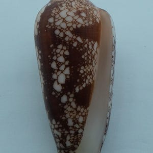 Seashells Magnificent cone Conus magnificus