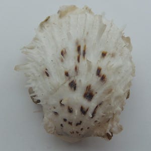 Seashells Thorny Oyster Spondylus nicobaricus f. ciliatus