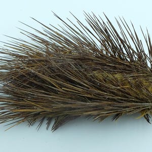 Bristle Worm Polychaete sp.  Oddities Taxidermy