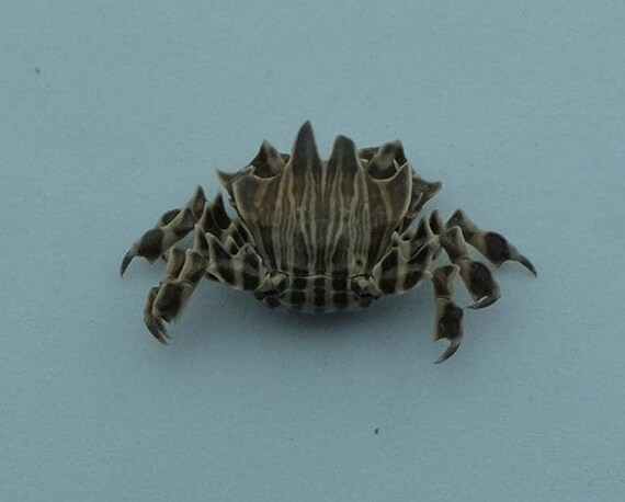 保存されたカニの標本 ゼブラガニ Zebrida adamsii 海洋剥製 保存されたカニの標本 ゼブラガニ Zebrida adamsii 海洋剥製