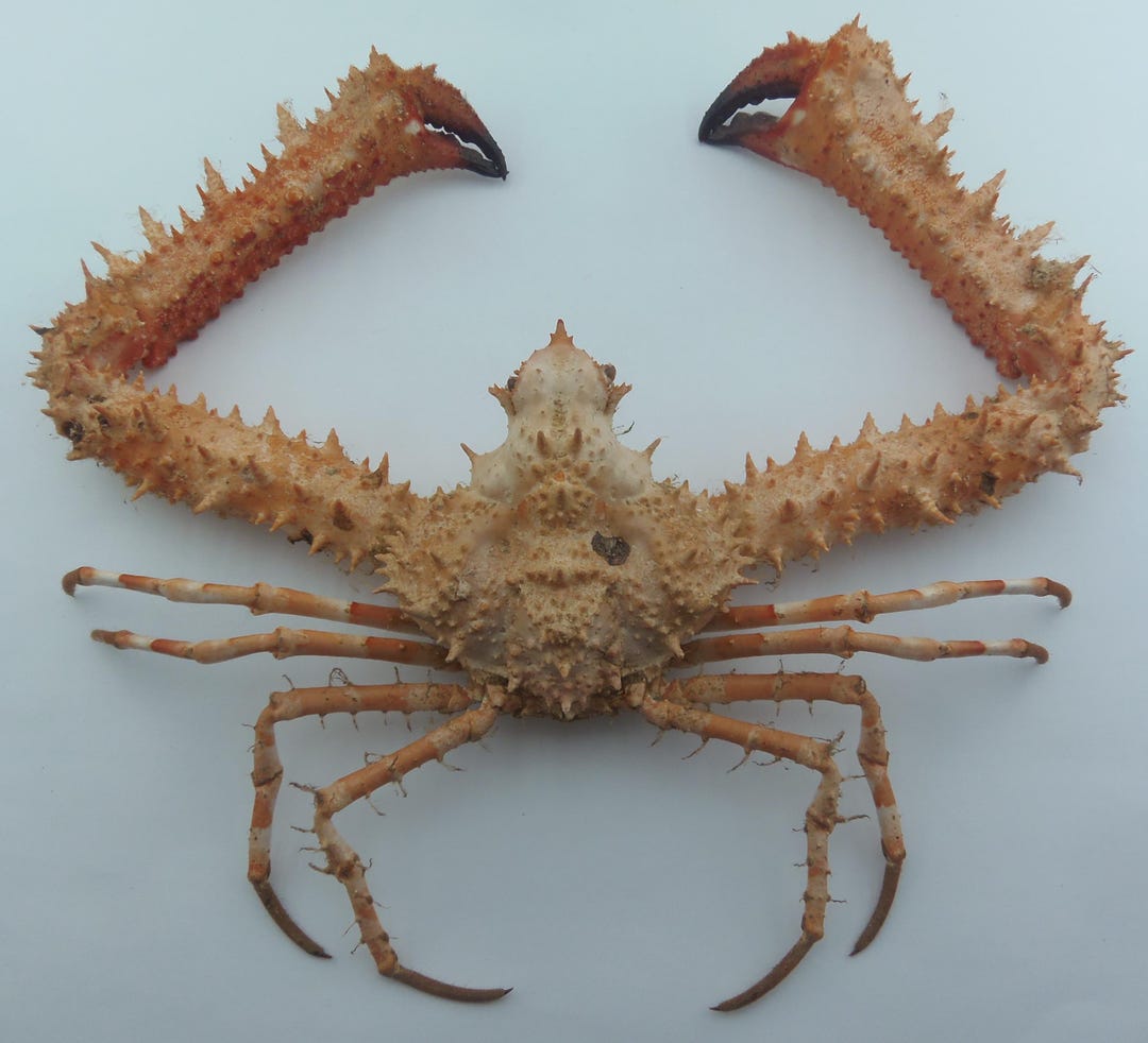 Elbow Crab Rhinolambrus Contrarius Crab Taxidermy Oddities - Etsy