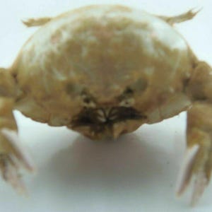 現在、この商品の在庫はありません - Etsy