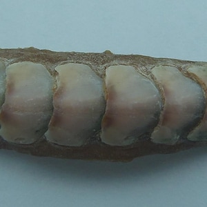 Seashells Sea Cradles Chiton Stenoplax alata