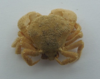 保存されたカニの標本 カニ Actumnus squamosus 海洋剥製 珍品 珍品