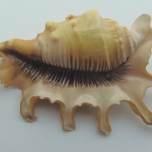 Seashells Scorpion spider conch Lambis scorpius